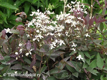 Clematis recta 'Purpurea'